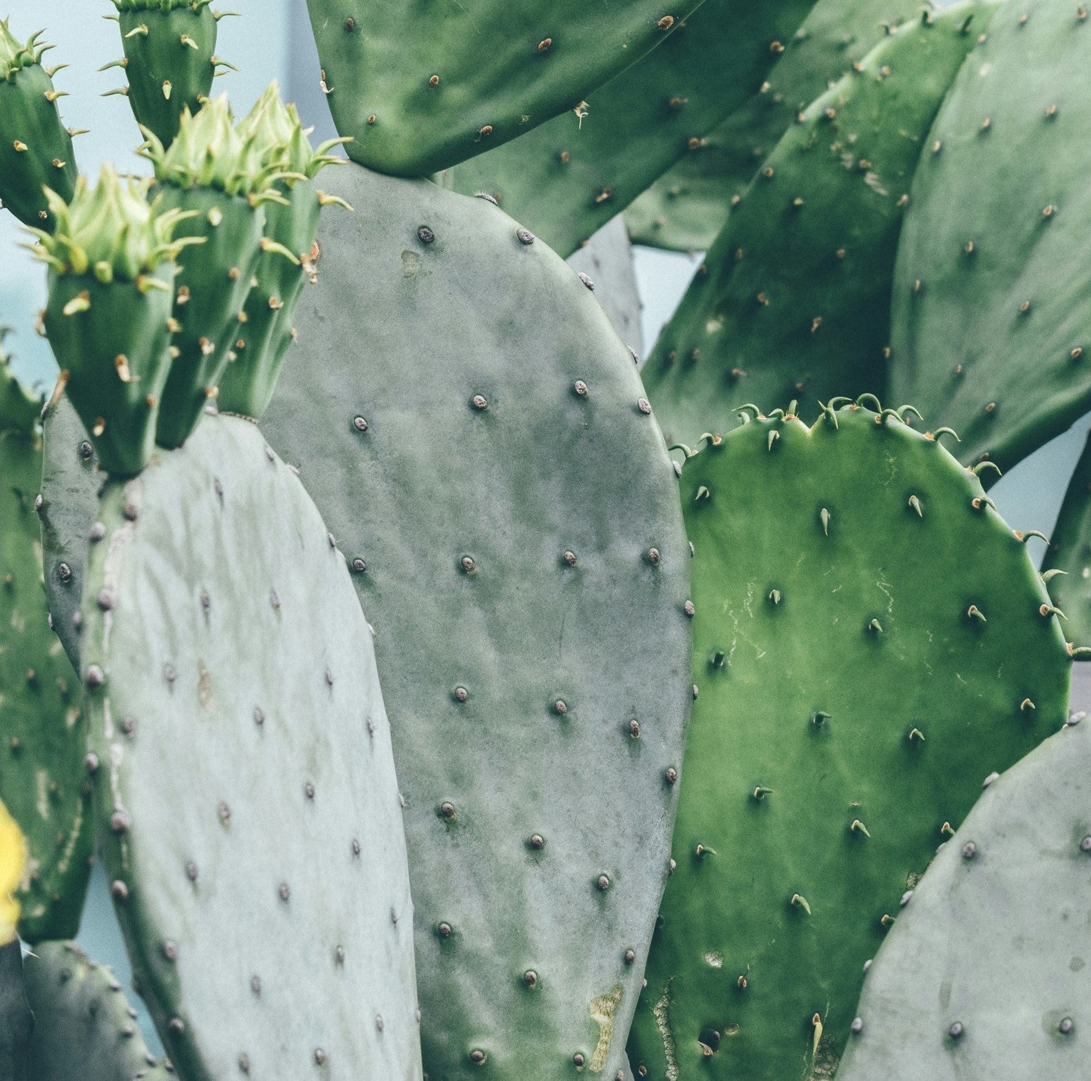 Certified Organic Skincare in Australia: What Certifications Actually Mean