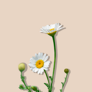 Daisy Flower Extract